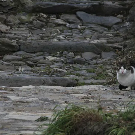 Medievale تريورا